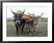 Close-Up Of Two Oxen Pulling A Plough In A Shaker Village, New England, Usa by Fraser Hall Limited Edition Print