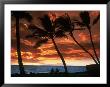 People Under Palm Trees At Sunset, Maui, Hi by David Ennis Limited Edition Print