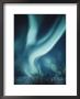 The Aurora Borealis by Paul Nicklen Limited Edition Print