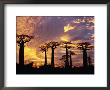 Giant Baobabs (Adansonia Grandidieri), Toliara, Madagascar by Karl Lehmann Limited Edition Print
