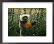 Diademed Sifaka Lemur by Stephen Alvarez Limited Edition Pricing Art Print