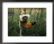 Diademed Sifaka Lemur by Stephen Alvarez Limited Edition Print