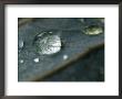 Water Drop On A Leaf by Stephen Alvarez Limited Edition Pricing Art Print