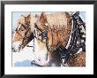 Belgian Draft Horses In Winter, Wi by Sally Moskol Limited Edition Print