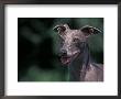 Whippet Panting by Adriano Bacchella Limited Edition Pricing Art Print