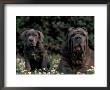 Black Neopolitan Mastiff With Puppy by Adriano Bacchella Limited Edition Print