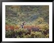 An Arctic Wolf Rests Among Wildflowers by Paul Nicklen Limited Edition Print