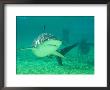 Shark, Sea World, Gold Coast, Queensland, Australia by David Wall Limited Edition Print