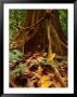 Root Buttress In Jungle On The Osa Peninsula, Corcovado National Park, Puntarenas, Costa Rica by Ralph Lee Hopkins Limited Edition Print