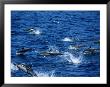 Dolphins Keeping Pace With A Ship, Galapagos, Ecuador by Ralph Lee Hopkins Limited Edition Print