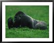 Western Lowland Gorilla Nibbling On Vegetation by Michael Nichols Limited Edition Print