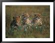 A Portrait Of Three African Cheetahs Resting In The Grass by Chris Johns Limited Edition Print