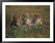 A Portrait Of Three African Cheetahs Resting In The Grass by Chris Johns Limited Edition Print