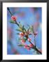 Peach Blossoms by Len Delessio Limited Edition Print