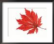 Japanese Maple Leaf In Autumn Colours by Petra Wegner Limited Edition Pricing Art Print