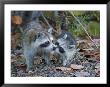 Young Raccoon Kissing Adult, Ding Darling National Wildlife Refuge, Sanibel, Florida, Usa by Arthur Morris Limited Edition Print