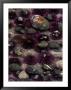 Purple Sea Urchins And Star Fish, Salt Creek Recreational Area, Washington, Usa by Jamie & Judy Wild Limited Edition Print