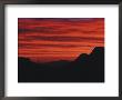 Sonora Desert, Saguaro National Park, Arizona, Usa by Dee Ann Pederson Limited Edition Print