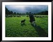 A Shepherd And His Dogs Tend Their Flock Of Sheep by Sisse Brimberg Limited Edition Print