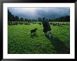 A Shepherd And His Dogs Tend Their Flock Of Sheep by Sisse Brimberg Limited Edition Pricing Art Print