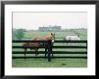 Woodford County Horse Farms, Ky by Jim Schwabel Limited Edition Print