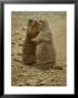 National Zoo Prairie Dogs Show Affection By Kissing by Brian Gordon Green Limited Edition Print
