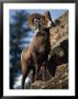 Rocky Mountain Bighorn Sheep On Side Of Mountain, Yellowstone National Park, Usa by Carol Polich Limited Edition Print