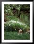 8-Week-Old Golden Retriever Puppy In Garden by Frank Siteman Limited Edition Print