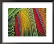 Extreme Close Up Of Bright Bird Feathers by George Grall Limited Edition Print