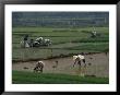 Rice Farmers In Paddies, Guangxi, China by Raymond Gehman Limited Edition Print