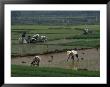 Rice Farmers In Paddies, Guangxi, China by Raymond Gehman Limited Edition Pricing Art Print