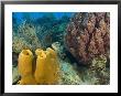 Couple Scuba Diving, Sponge Formations, Half Moon Caye, Barrier Reef, Belize by Stuart Westmoreland Limited Edition Print