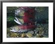 Red Salmon Fish, Also Known As Sockeye Salmon, Mating by Paul Nicklen Limited Edition Print