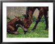 Mare With Newborn, County Limerick, Ireland by Jacque Denzer Parker Limited Edition Pricing Art Print