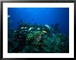 Coral Reef Scenic, Florida Keys, Fl by Larry Lipsky Limited Edition Print