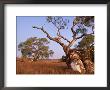 Red River Gum Tree, Eucalyptus Camaldulensis, Flinders Range, South Australia, Australia, Pacific by Neale Clarke Limited Edition Pricing Art Print