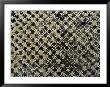Barnacle Encrusted Grating Over An Oyster Bed by Darlyne A. Murawski Limited Edition Print