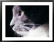 Portrait Of A Cat by Debra Cohn-Orbach Limited Edition Print