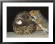 Hedgehog, And Grey Squirrel, Uk by Les Stocker Limited Edition Print