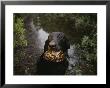 A Black Lab Named Cooper With A Turtle In His Mouth by Randy Olson Limited Edition Pricing Art Print