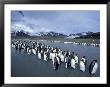 King Penguins On Cook Glacier, South Georgia Island, Antarctica by Hugh Rose Limited Edition Pricing Art Print