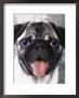 Portrait Of Dog With Hanging Tongue by Henryk T. Kaiser Limited Edition Print