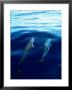 Overview Of Dolphins Swimming Underwater by Stuart Westmoreland Limited Edition Print