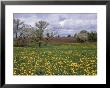 Yellow Dandelions In Spring, Monroe Co, Wi by Joseph Fire Limited Edition Print