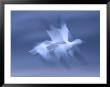 Snow Goose, (Anser Caerulescens), Bosque Del Apache, Soccoro, New Mexico, Usa by Thorsten Milse Limited Edition Print