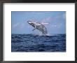 Humpback Whale Breaching, Tonga, South Pacific Ocean by Doug Perrine Limited Edition Print