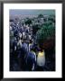 King Penguins (Aptenodytes Patagonicus) At Lusitania Bay Rookery, Macquarie Island, Antarctica by Grant Dixon Limited Edition Print