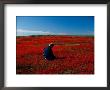 A Person Sits In A Field by Heather Perry Limited Edition Print