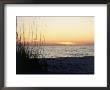 Sunset On Sanibel Island, Gulf Coast Of Fl by David Davis Limited Edition Print