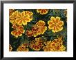 Tagetes Moll Flanders Marigold by Bob Challinor Limited Edition Pricing Art Print